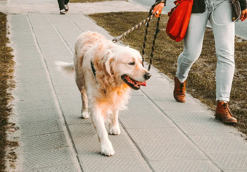 Un perro golden retriever pasea con correa junto a una persona.